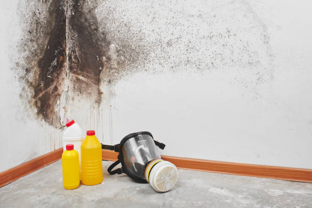 Best Office Mold Removal Services  in Cumberland, IN