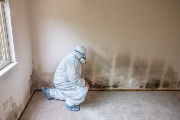Attic Mold Removal in Cumberland, IN